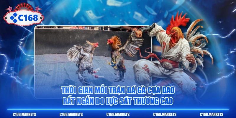 Thời gian mỗi trận đá gà cựa dao rất ngắn do lực sát thương cao